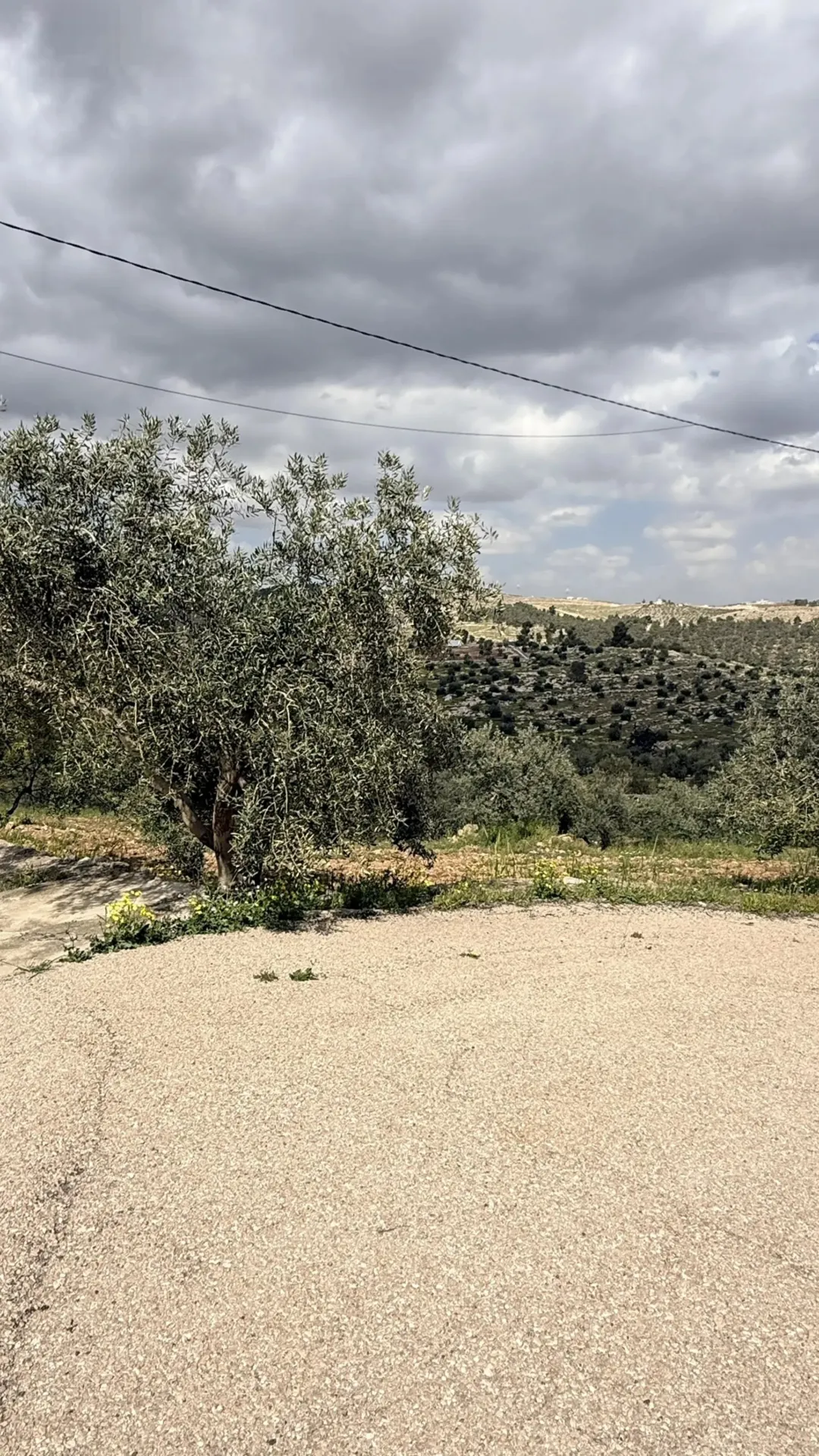 مزرعة نموذجية جاهزة للبيع في شرق جرش دحل – 18 دونم مشجرة زيتون