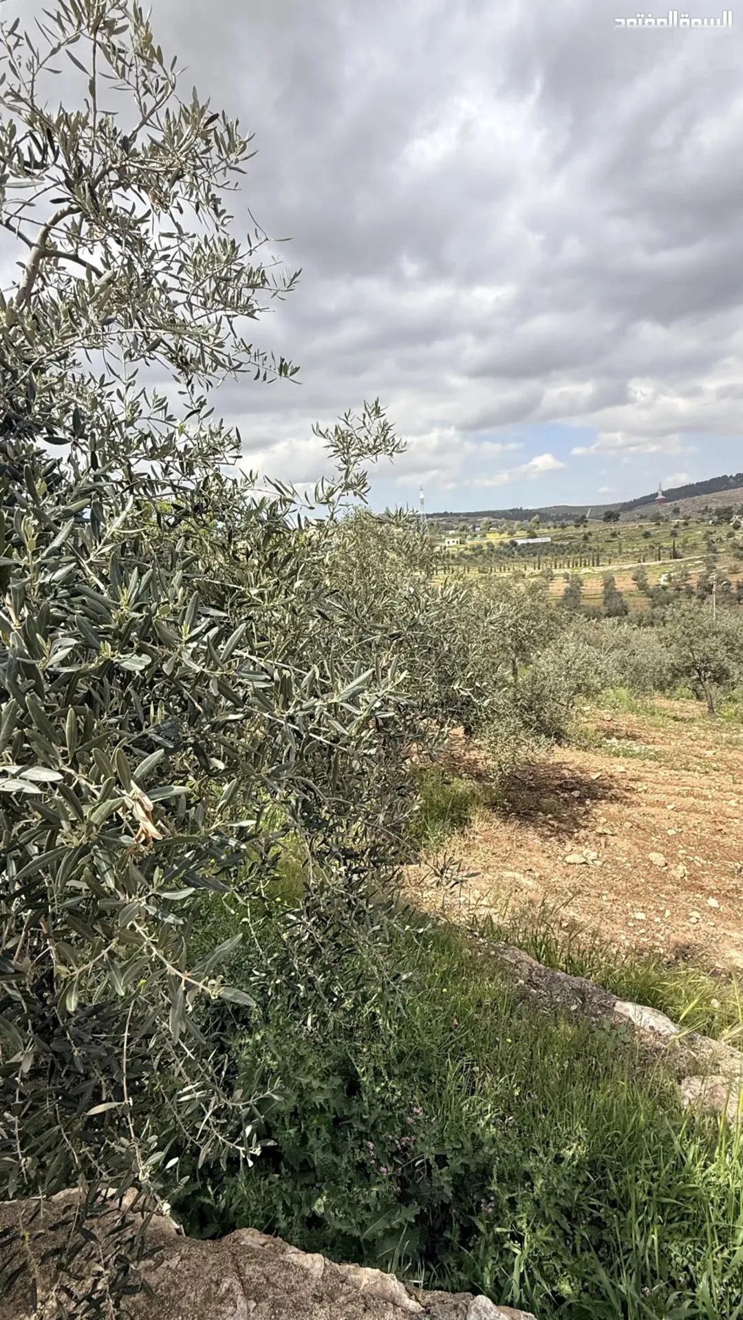 مزرعة نموذجية جاهزة للبيع في شرق جرش دحل – 18 دونم مشجرة زيتون