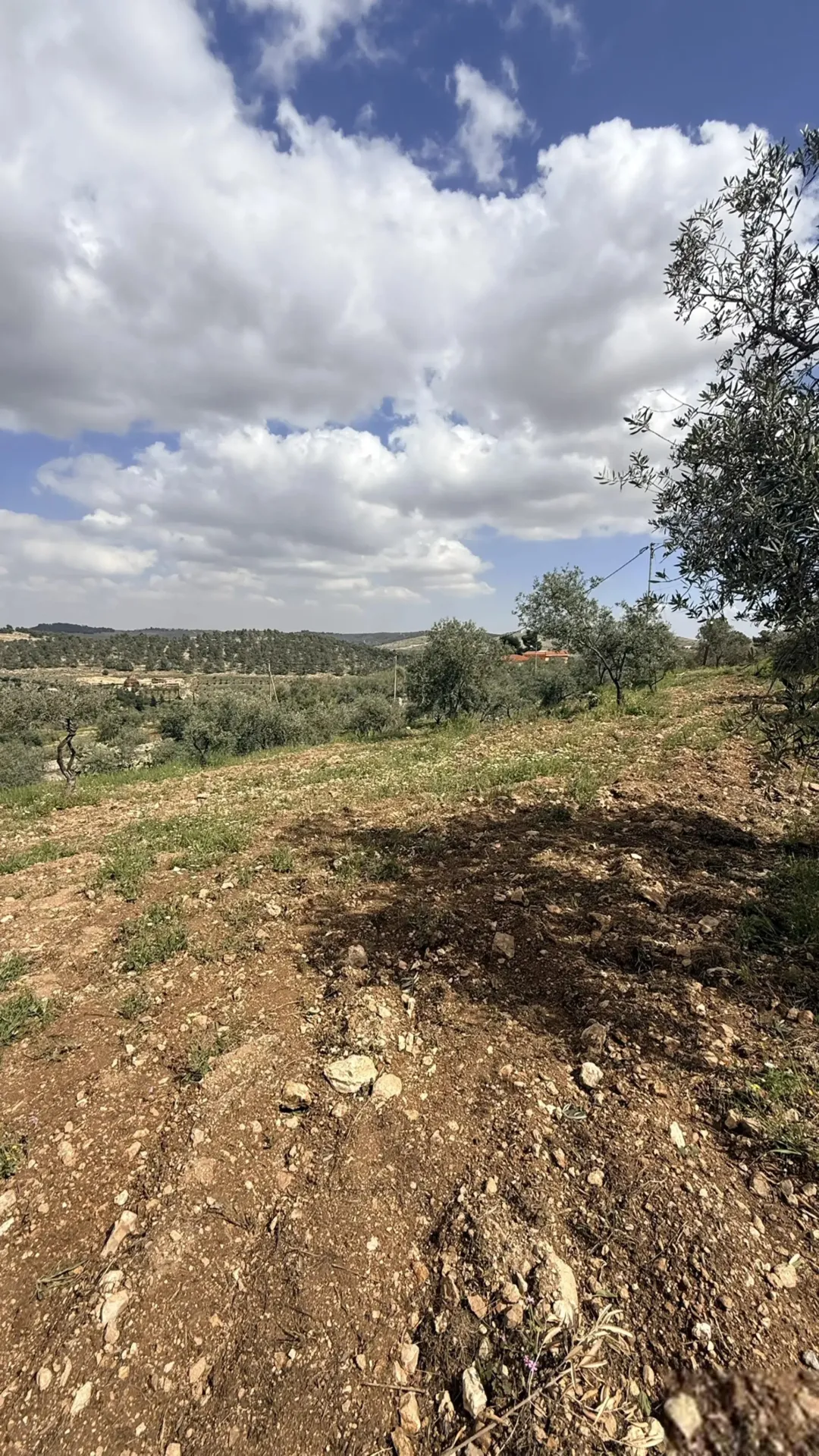 مزرعة نموذجية جاهزة للبيع في شرق جرش دحل – 18 دونم مشجرة زيتون