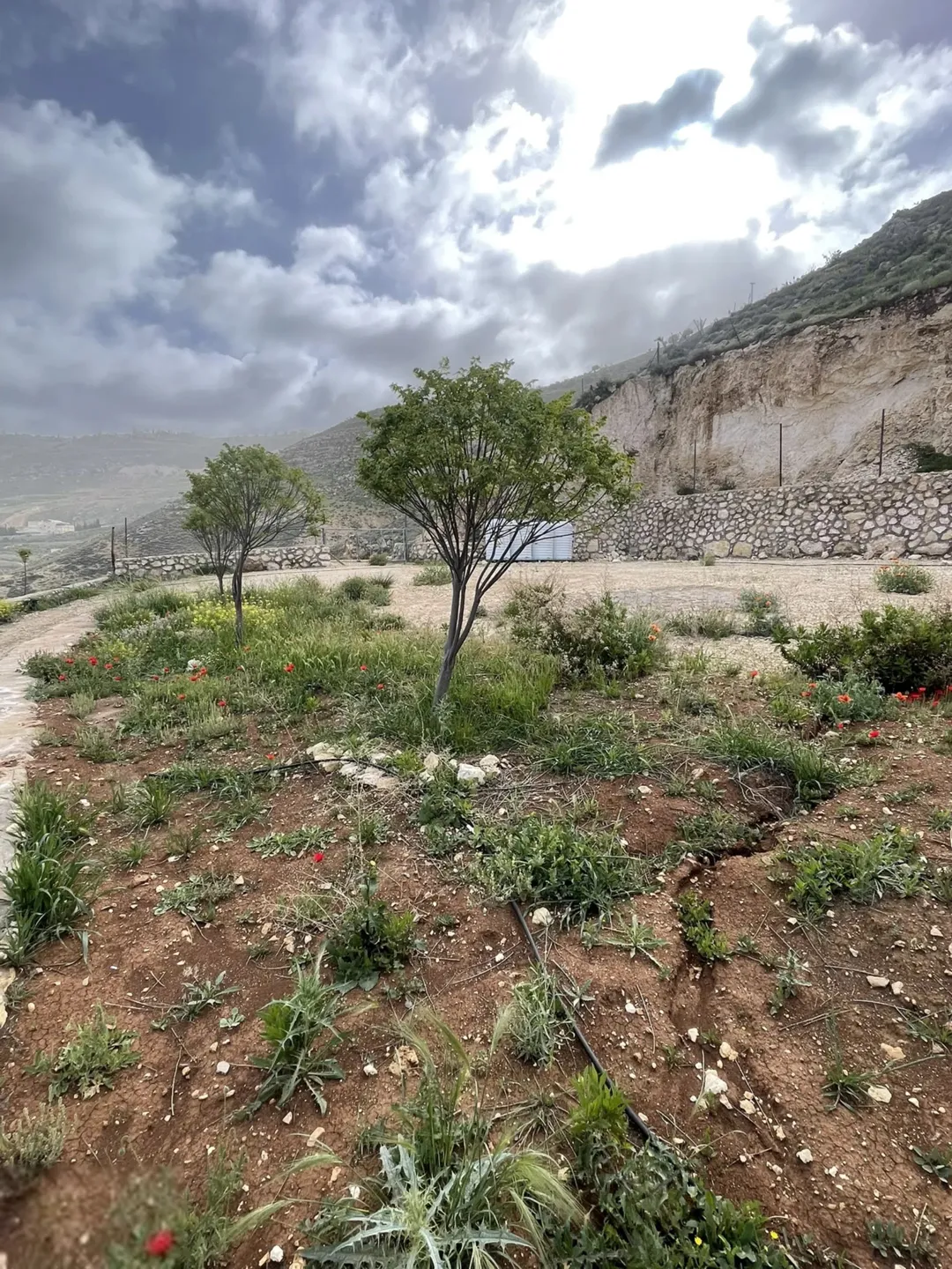 مزرعة 4 دونمات للبيع في مغاريب السلط بإطلالة على فلسطين