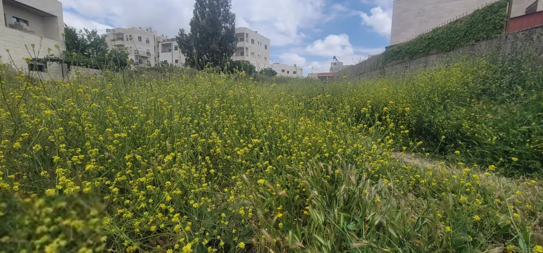 أرض سكنية مستوية للبيع في أبو السوس – عمان