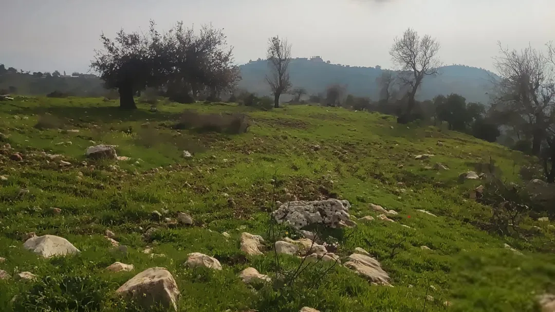 فرصة أستثمارية غرب محافظة عجلون منطقة الجبل الأخضر