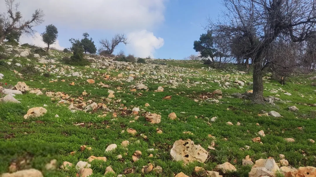 فرصة أستثمارية غرب محافظة عجلون منطقة الجبل الأخضر