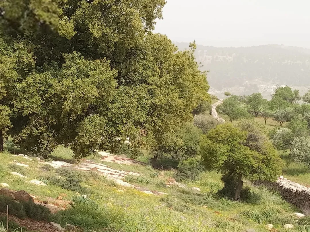 للبيع قطعة أرض مميزة في جرش قريبة من حسبان