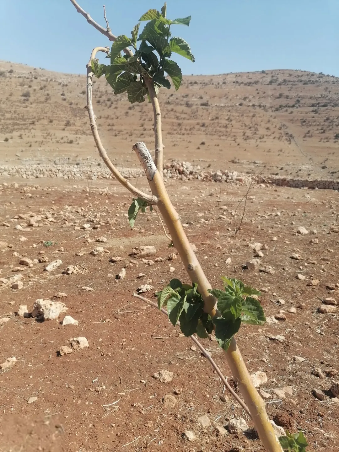 أرض زراعية مميزة شرق جرش مع بيت عظم بمساحة 3400 متر مربع