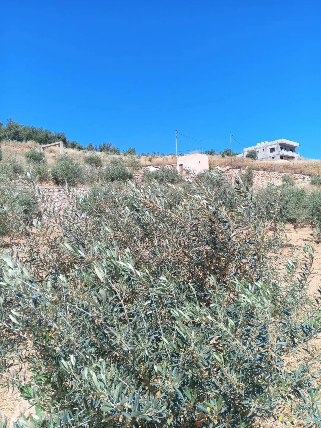 مزرعه نموذجيه ع سيل الزرقاء للبيع