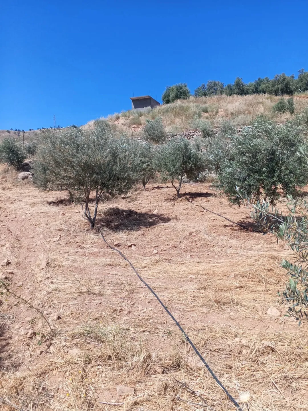 مزرعه نموذجيه ع سيل الزرقاء للبيع