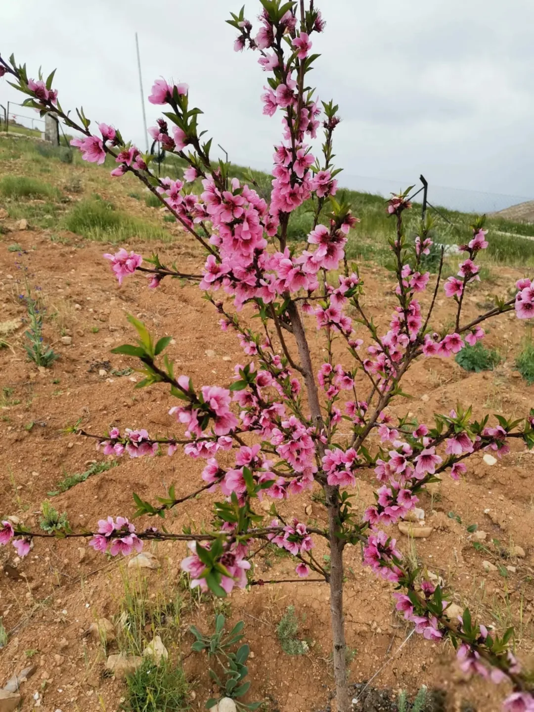 مزرعة للبيع في لواء بلعما حوض العراق