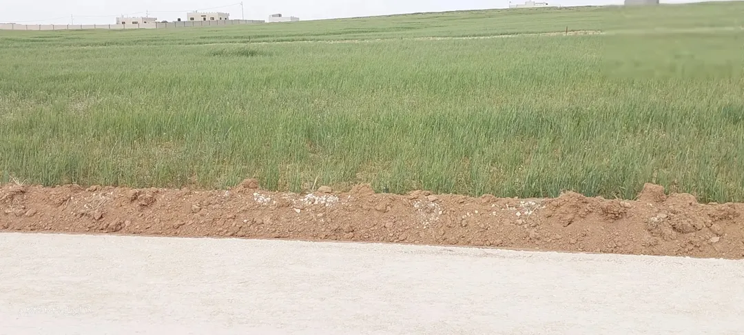 قطعة أرض للبيع في ذهيبة الشرقية الرجم الشامي