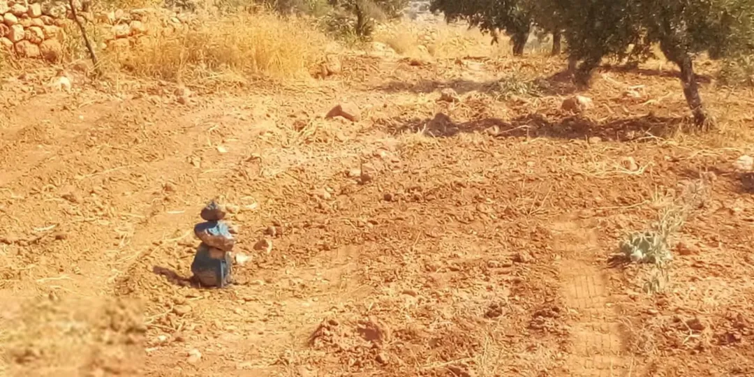 مزرعة زيتون ساحرة في خشيبة – جرش، بإطلالة بانورامية وفرصة استثمارية وسياحية مميزة