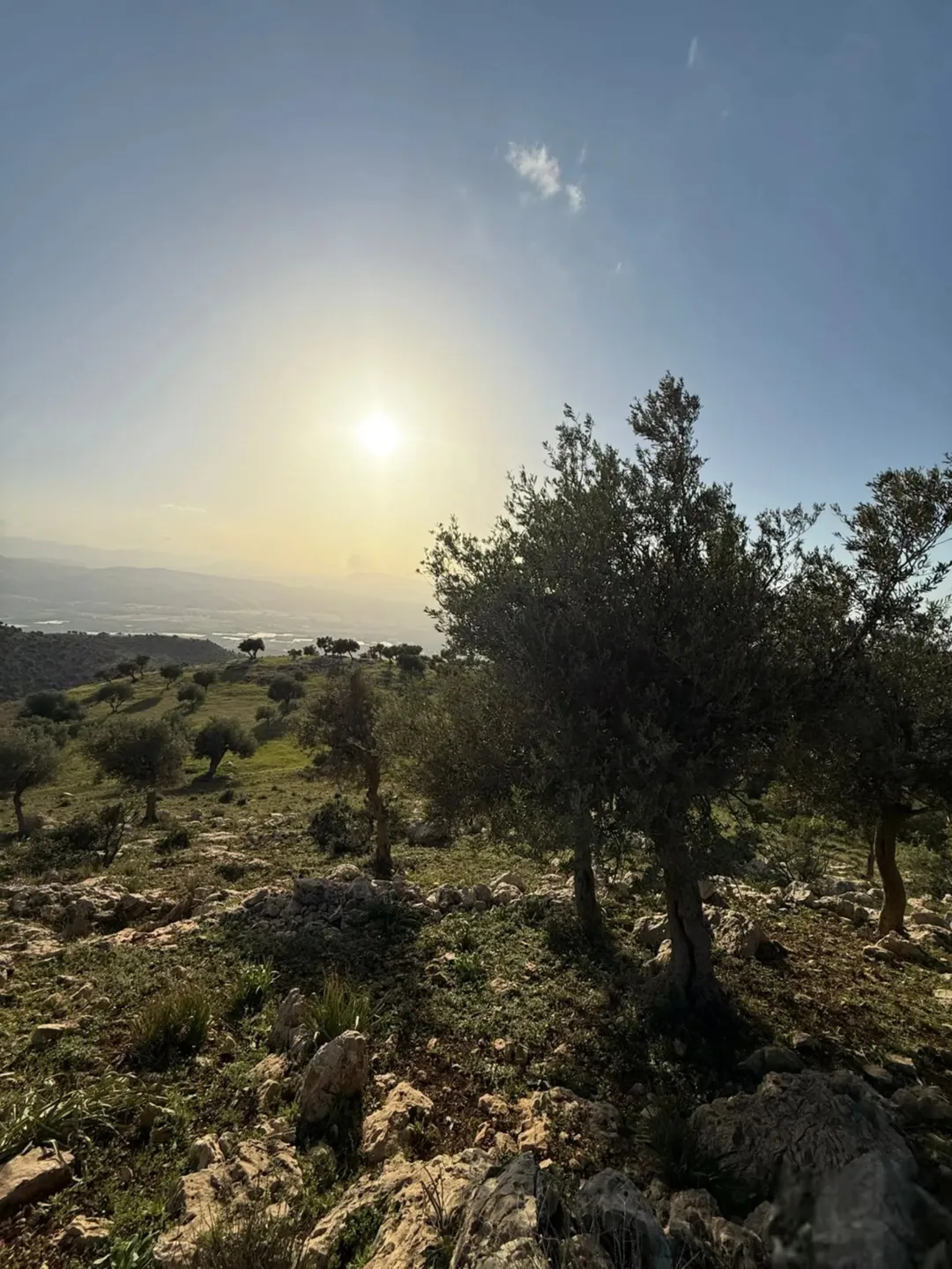 قطعة أرض خصبة مزروعة بالزيتون