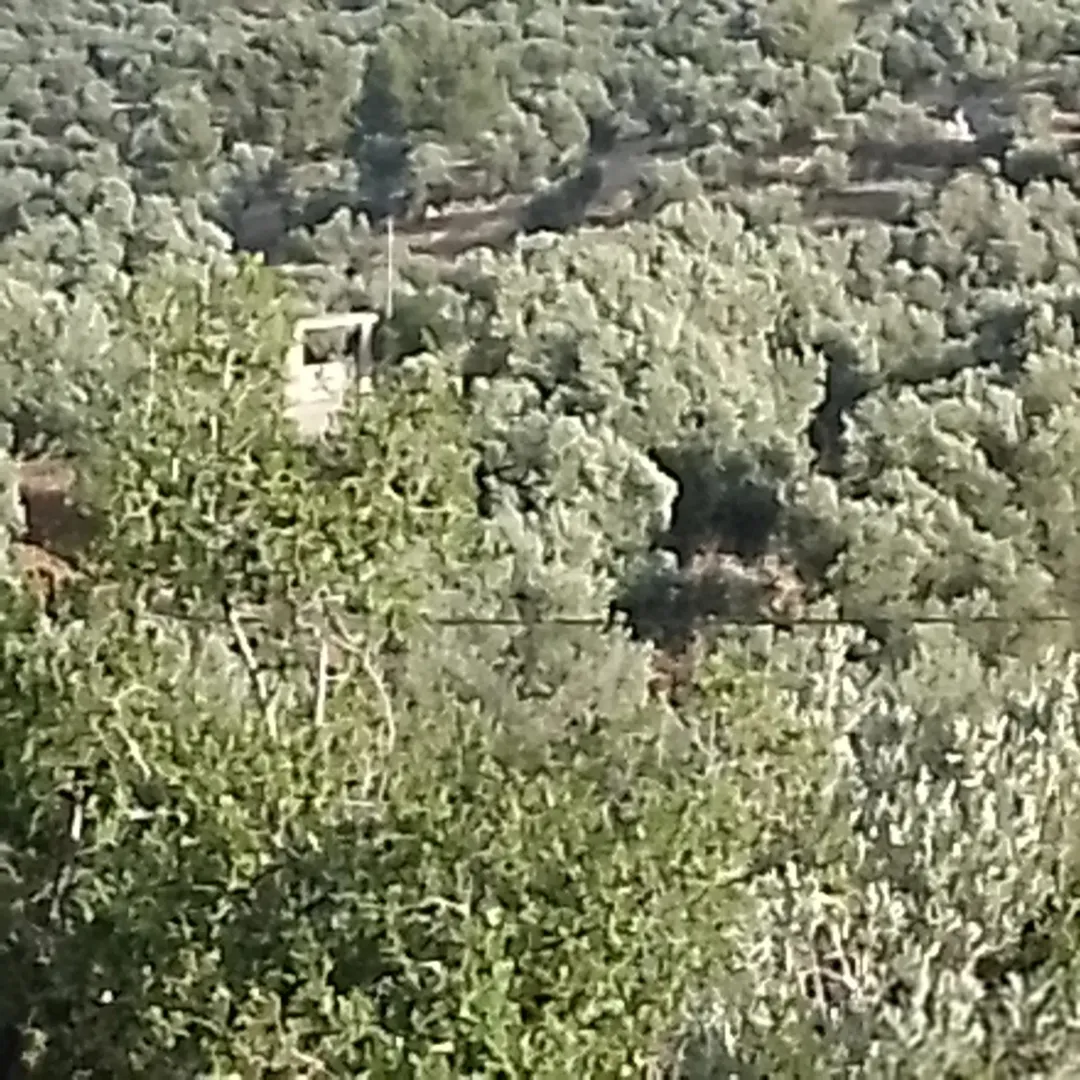 مزرعة مطلة وكاشفة بين سوف وثغره عصفور مزروعه زيتون ولوز