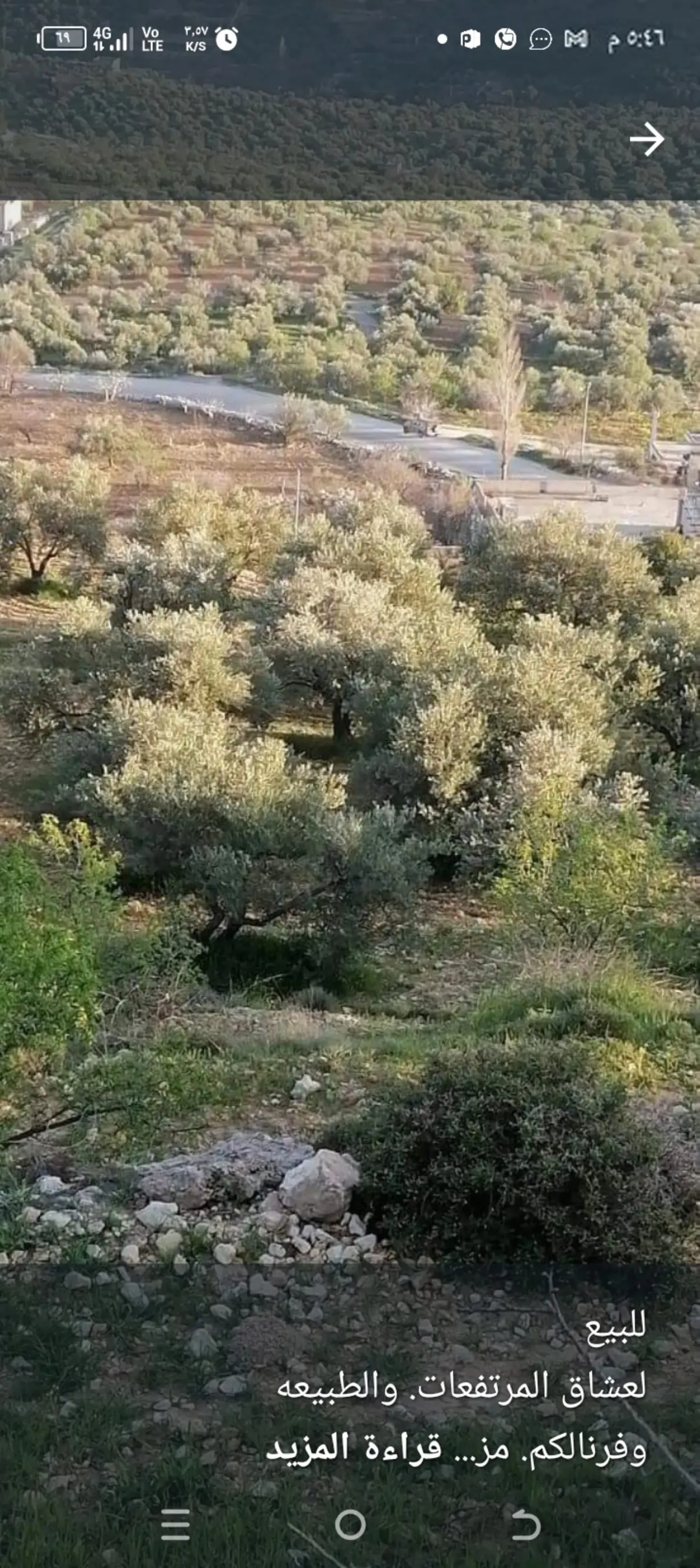 مزرعة مطلة وكاشفة بين سوف وثغره عصفور مزروعه زيتون ولوز
