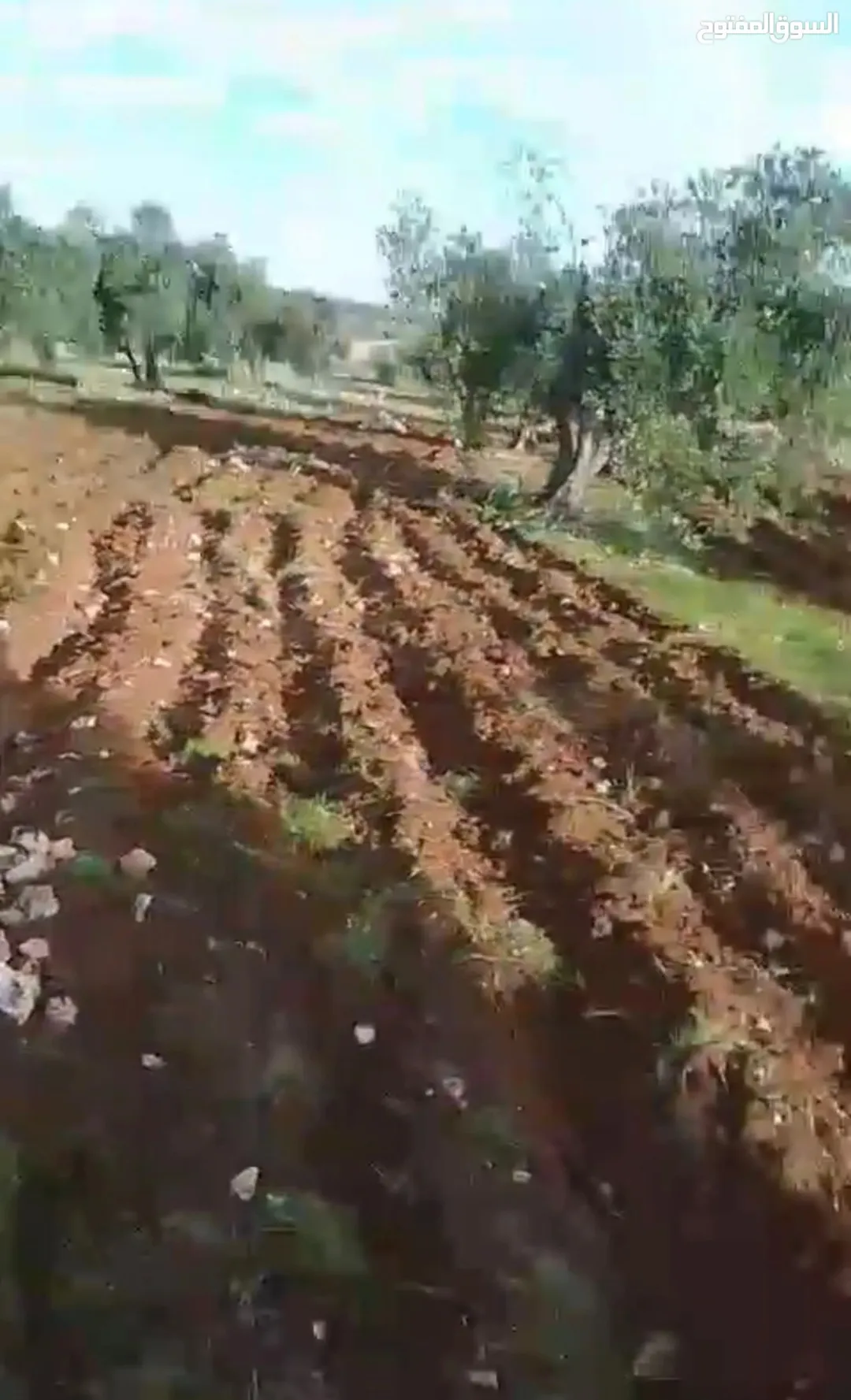 أرض مميزة بإطلالة ساحرة على الأراضي السورية وأشجار زيتون مثمرة، مثالية للزراعة والاستثمار