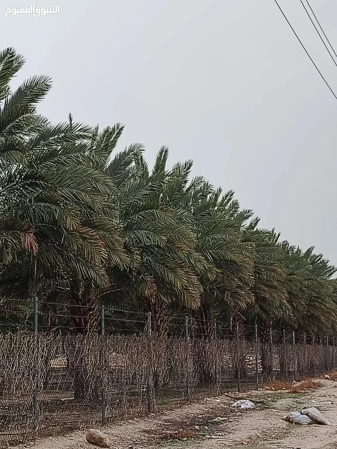 3 وحدات زراعية مزروعة نخيل 116 دونم نخيل فاخر في الغور