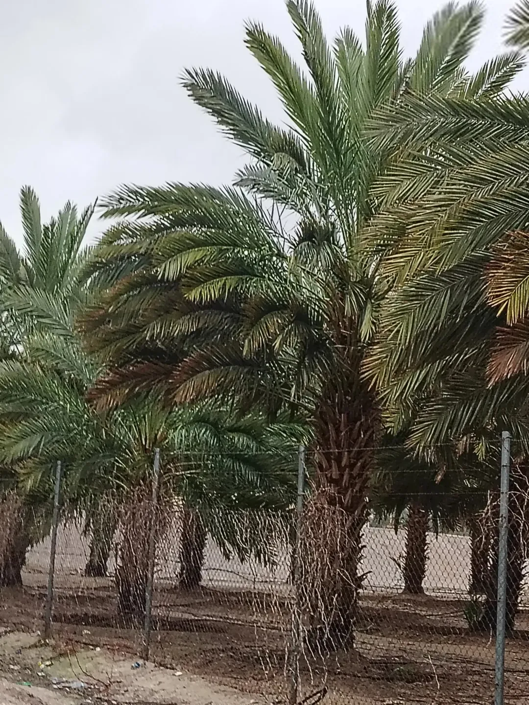 3 وحدات زراعية مزروعة نخيل 116 دونم نخيل فاخر في الغور