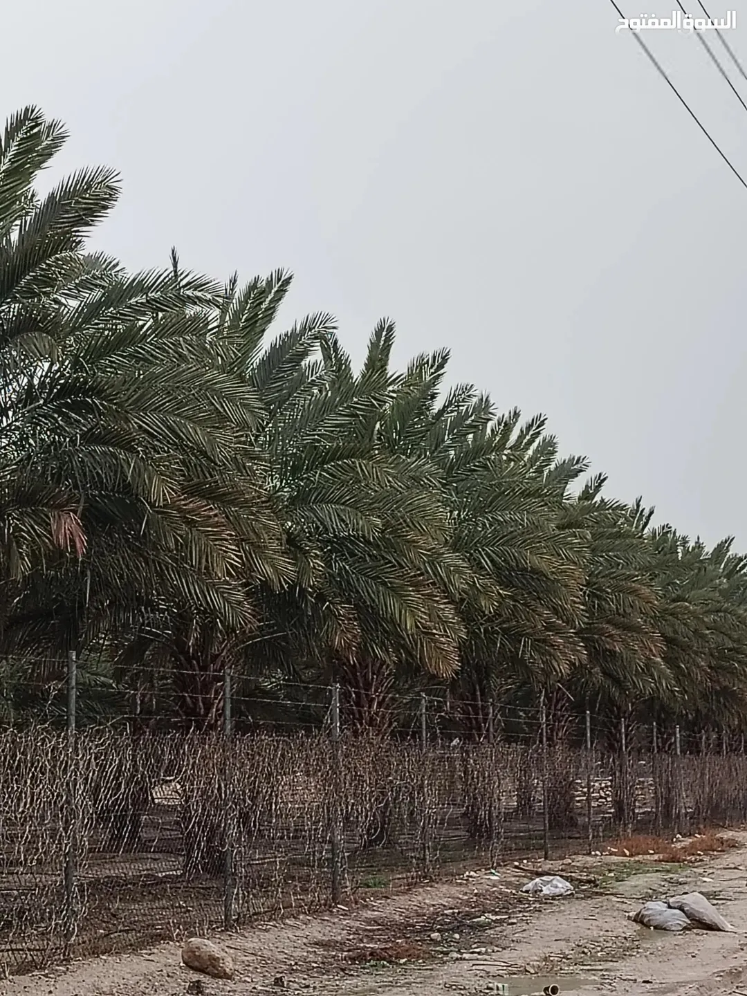 3 وحدات زراعية مزروعة نخيل 116 دونم نخيل فاخر في الغور