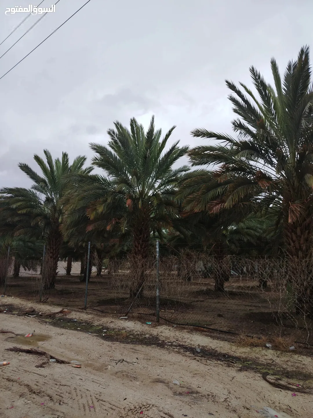 3 وحدات زراعية مزروعة نخيل 116 دونم نخيل فاخر في الغور
