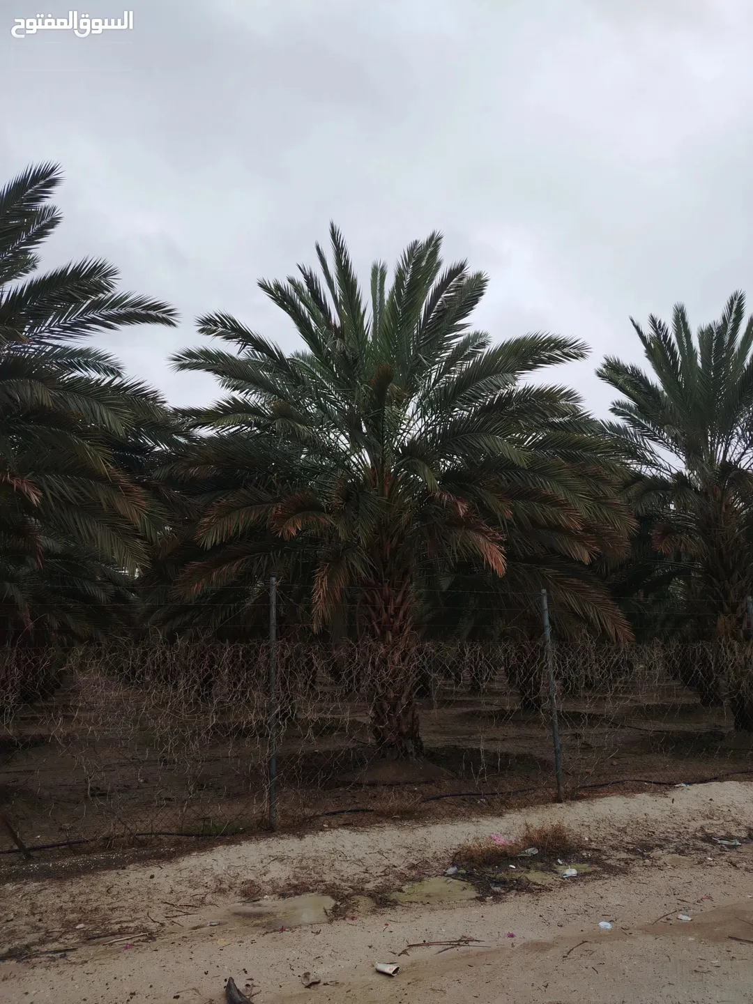 3 وحدات زراعية مزروعة نخيل 116 دونم نخيل فاخر في الغور