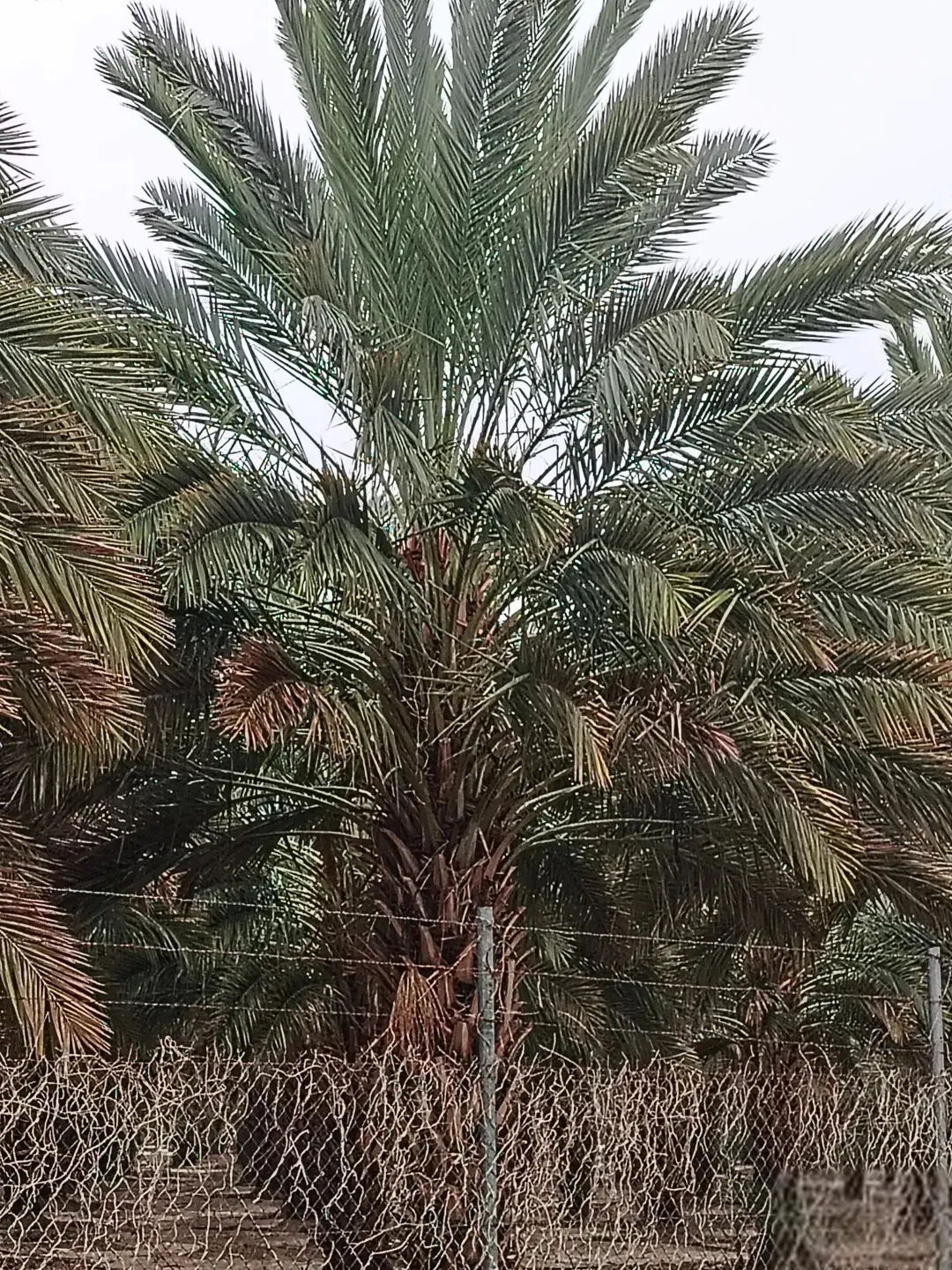3 وحدات زراعية مزروعة نخيل 116 دونم نخيل فاخر في الغور