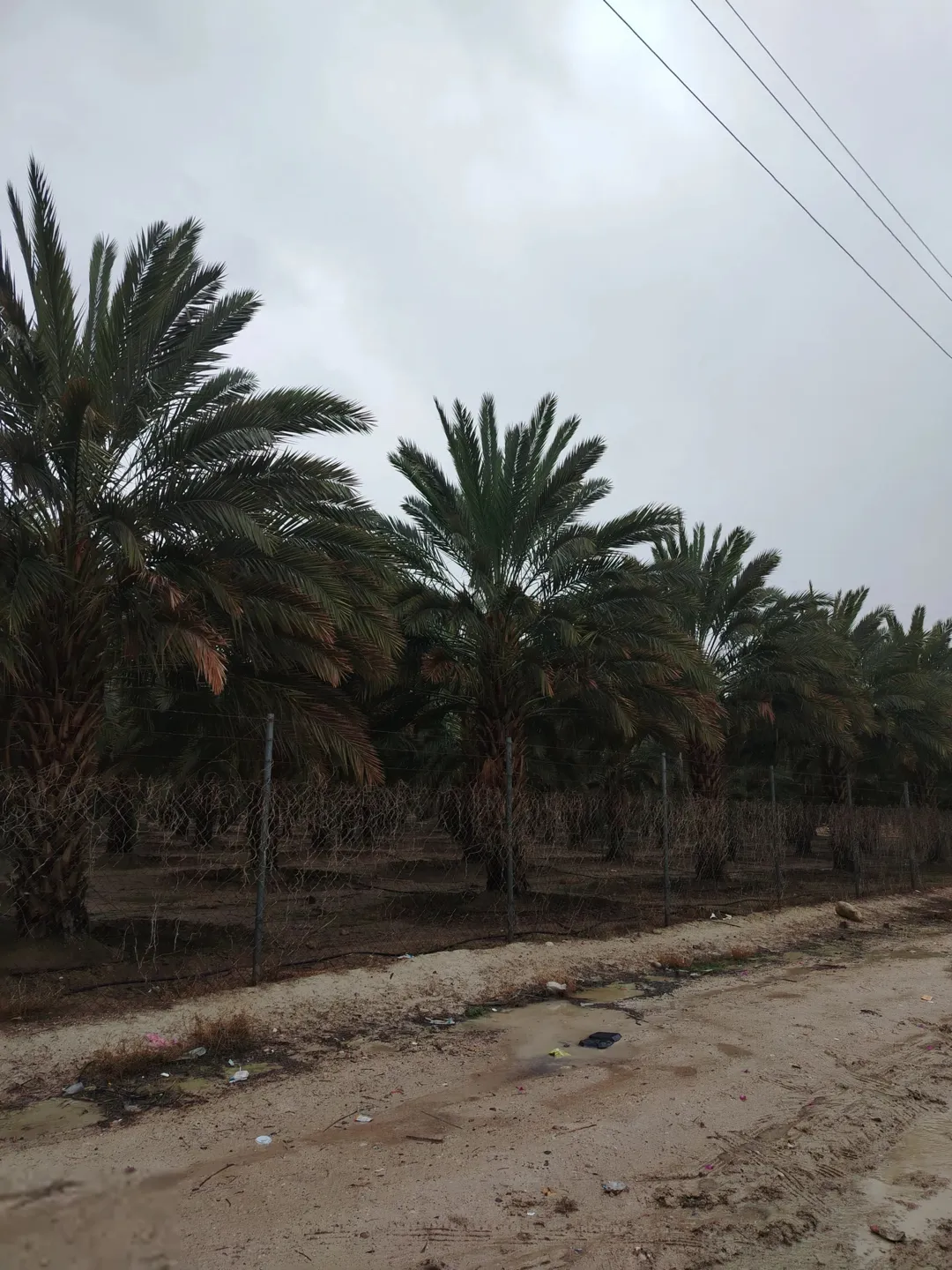 3 وحدات زراعية مزروعة نخيل 116 دونم نخيل فاخر في الغور