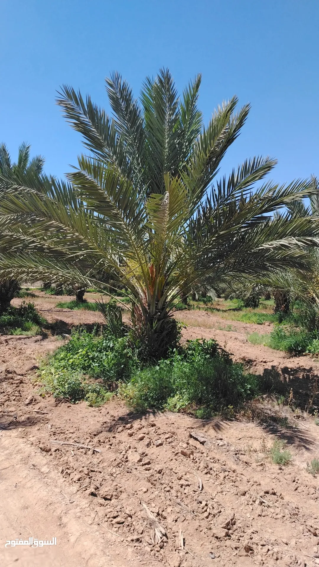 3 وحدات زراعية مزروعة نخيل 116 دونم نخيل فاخر في الغور