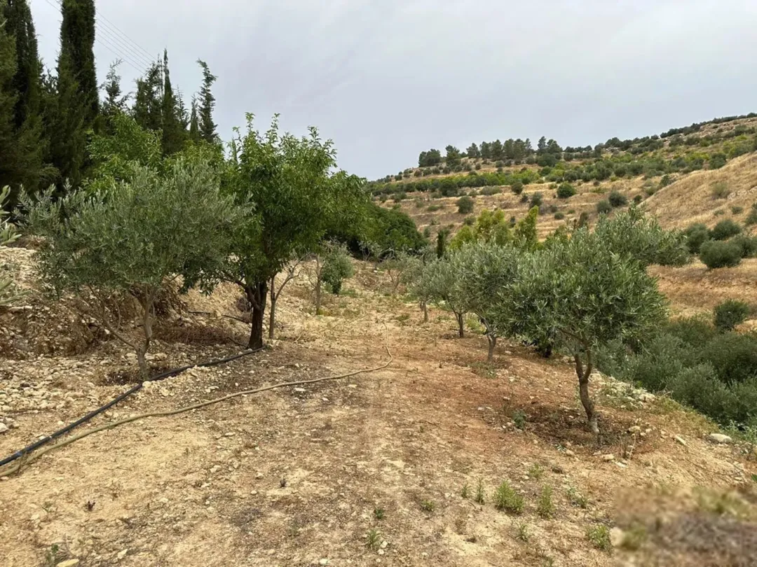 مزرعة للبيع في العالوك 5 دونمات مع فيلا طابقين مزروعة بالزيتون المثمر