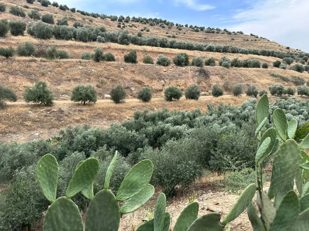 مزرعة للبيع في العالوك 5 دونمات مع فيلا طابقين مزروعة بالزيتون المثمر