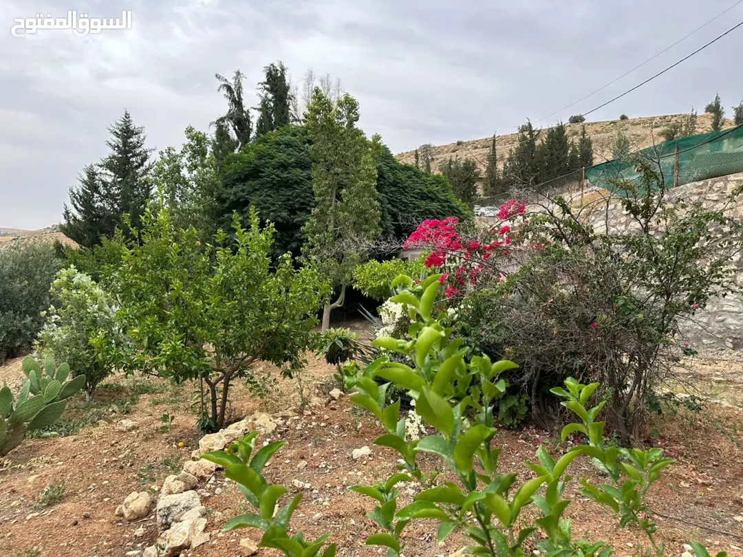 مزرعة للبيع في العالوك 5 دونمات مع فيلا طابقين مزروعة بالزيتون المثمر