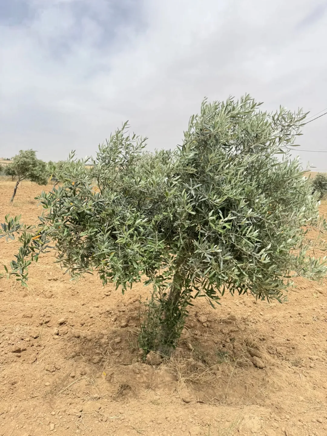 مزرعة مثمرة ومتكاملة للبيع في مادبا