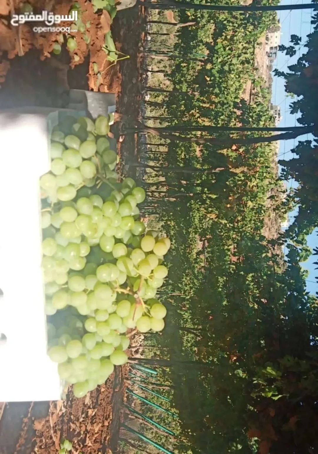 أرض زراعية مميزة للبيع في عجلون – صخرة