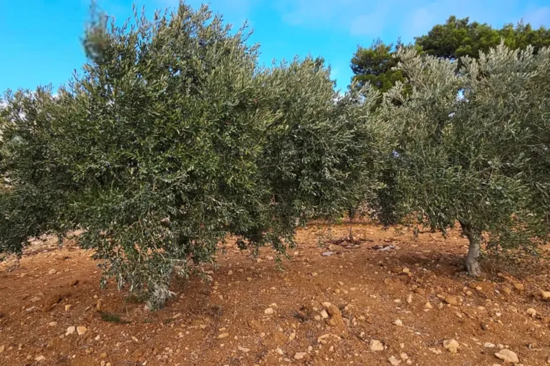 أرض زراعية مميزة للبيع في المغير – إربد