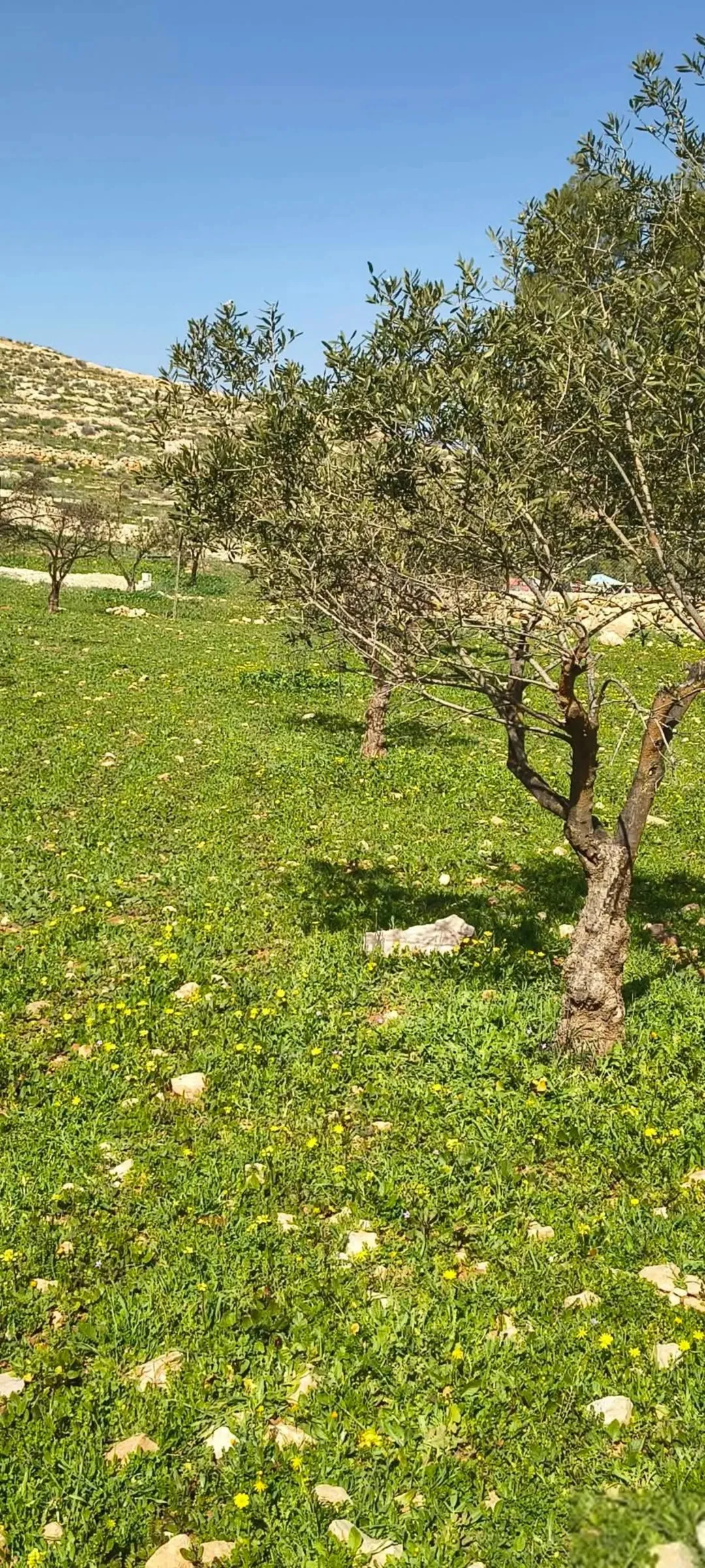 أرض زراعية خلابة مع بناء عظم للبيع