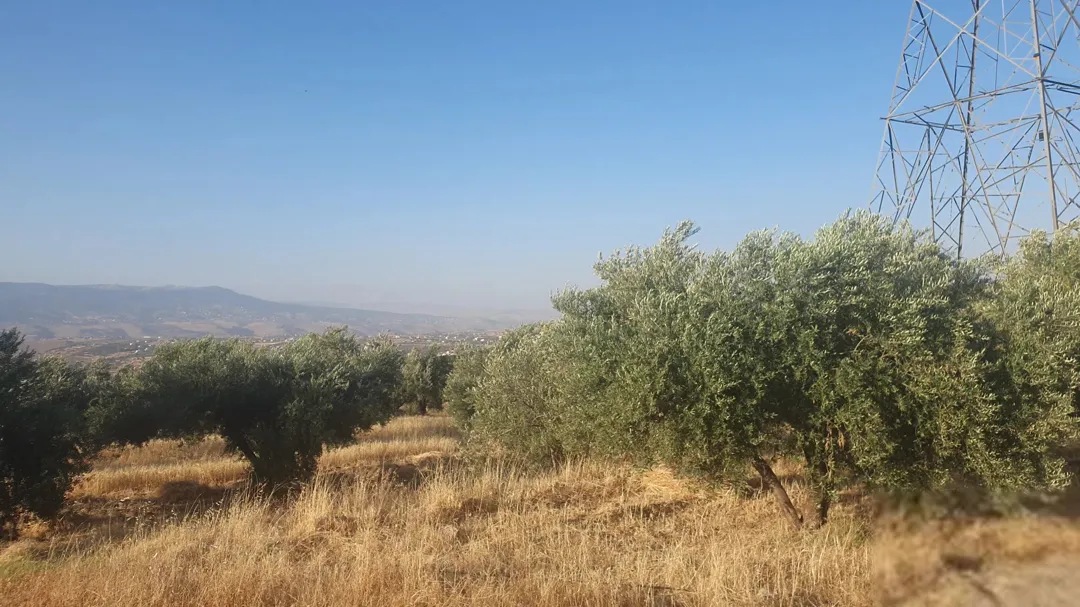 مزرعة زيتون بإطلالة جبلية ساحرة في السلط