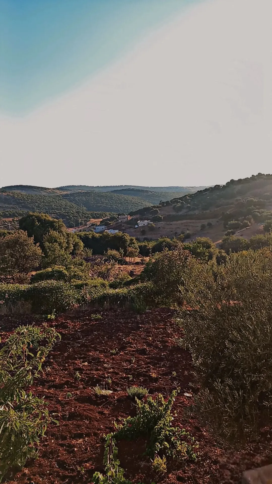 أرض زراعية مميزة للبيع في عين جنا – عجلون
