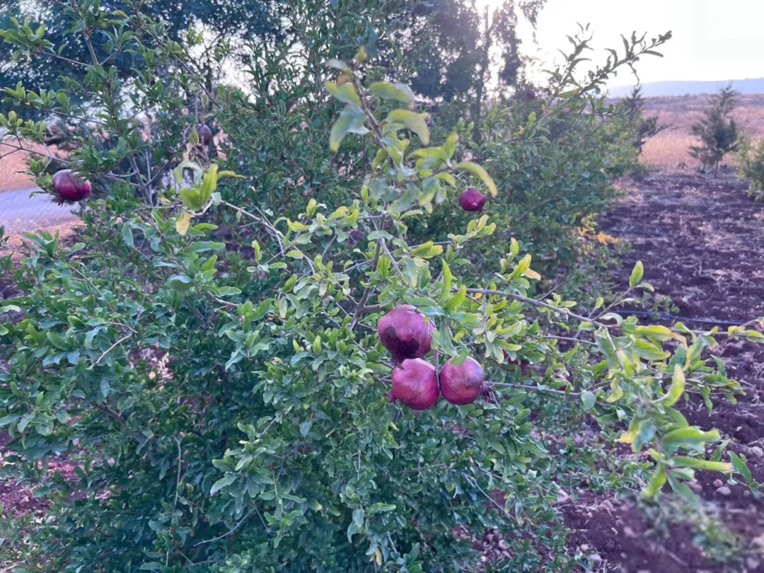 أرض مميزة في جرش برما مرتفعة ذات إطلالة خلابة على سد الملك طلال وعمّان وجبال فلسطين مزروعة شجر مثمر
