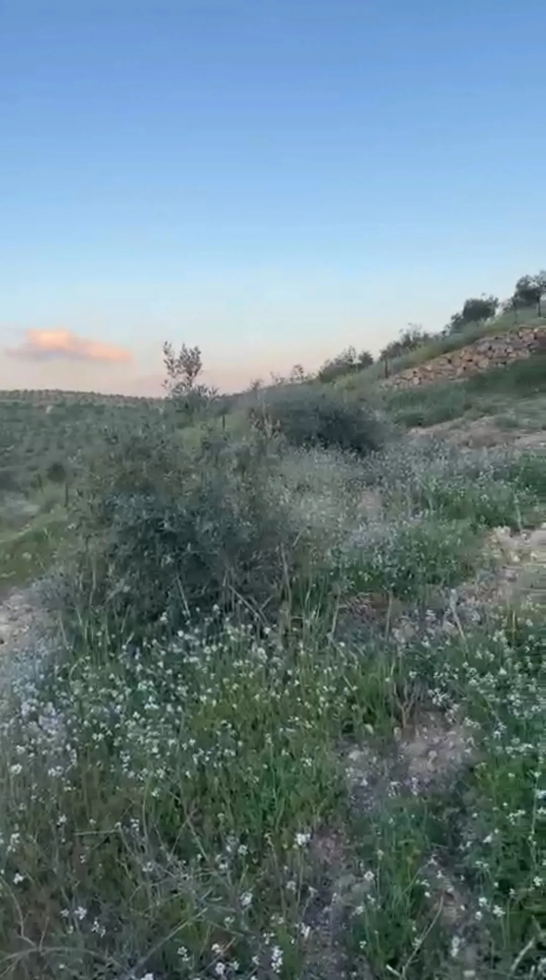 مزرعة زيتون مميزة في منطقة دحل بجرش