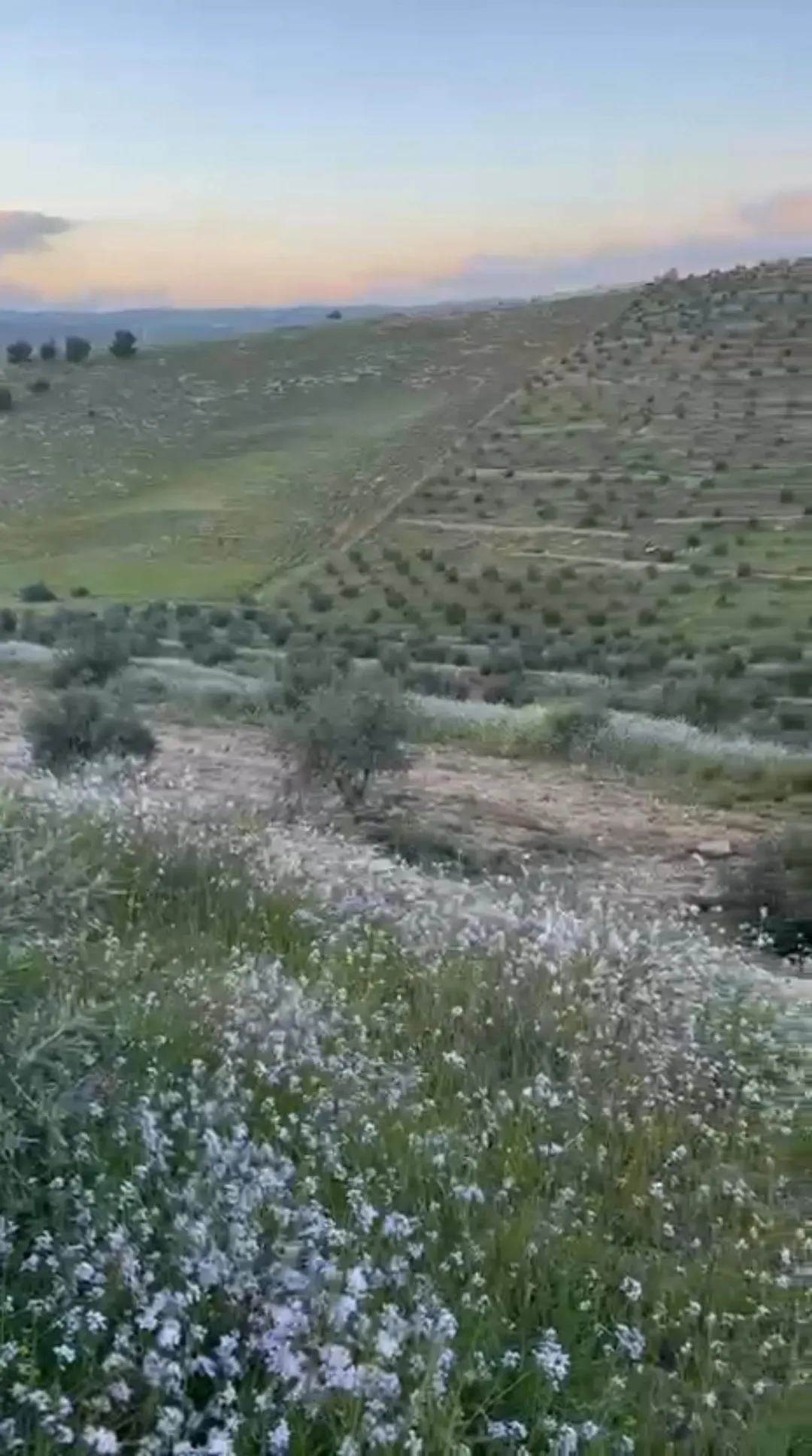 مزرعة زيتون مميزة في منطقة دحل بجرش