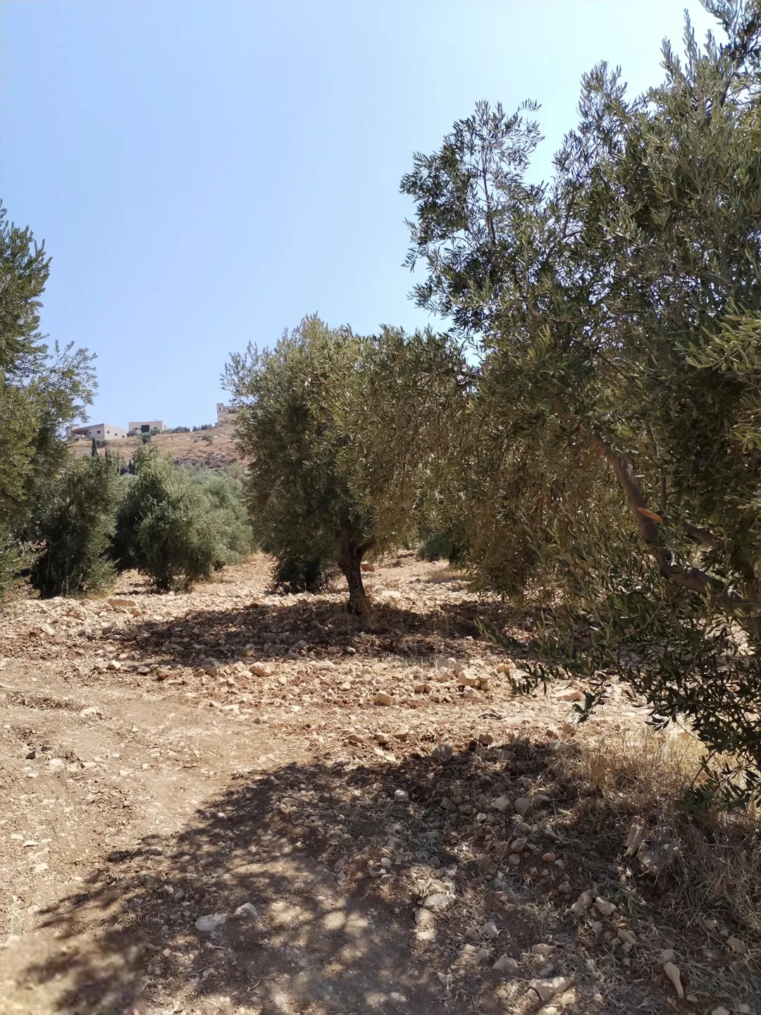 أرض جرش جبة 27 دونمًا مع إمكانية البدل