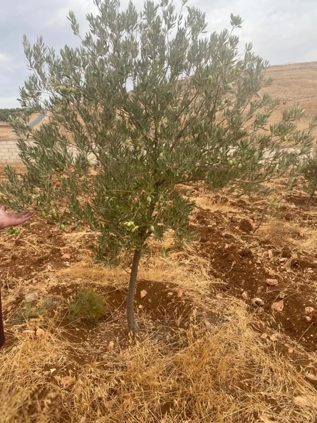 قفقفا 13 دنم منطقة مزارع وشاليهات وطبيعة خلابة مسيجة جدار حجر