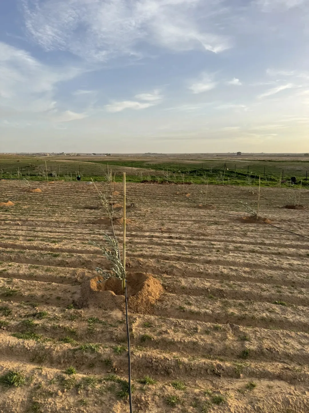 أرض زراعية للبيع في ضبعة – جنوب عمان