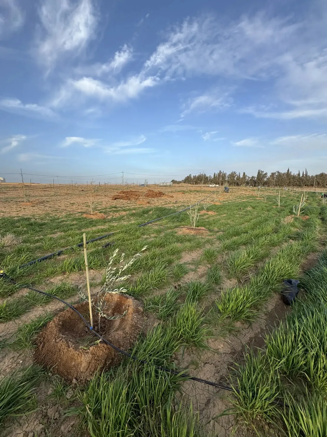 أرض زراعية للبيع في ضبعة – جنوب عمان