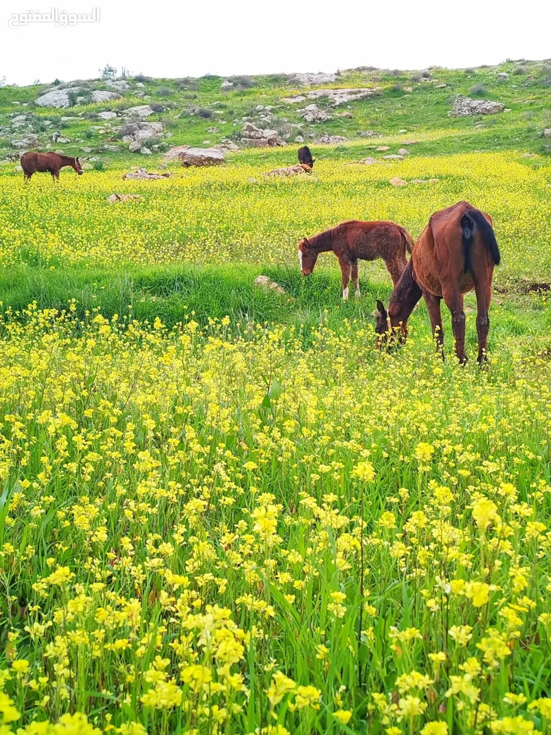 أرض مميزة للبيع في السلط – منطقة الزعتري