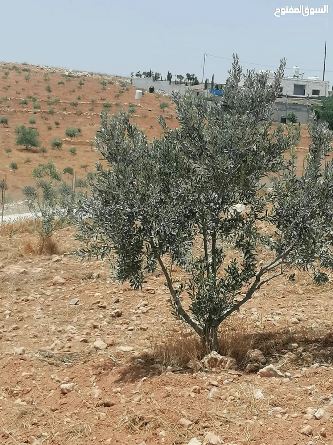 مزرعه للبيع