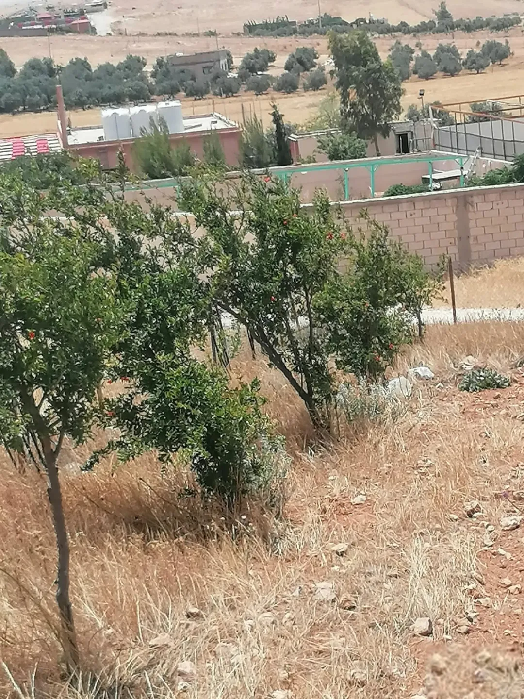 مزرعه للبيع