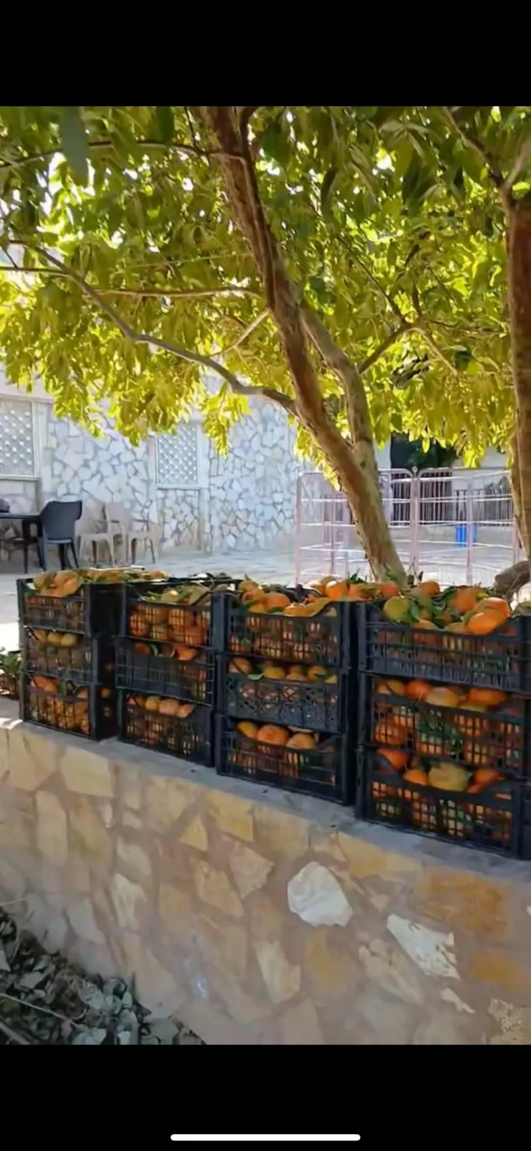 بيت مع مزرعة طابقين في مثلث العارضة مزروعة 100 شجرة حمضيات بانواعة واصل ماء من قناة الملك عبدالله