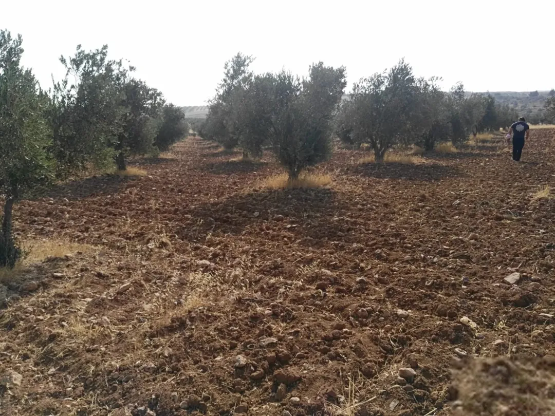 أرض زراعية للبيع في البويضة مع أشجار زيتون