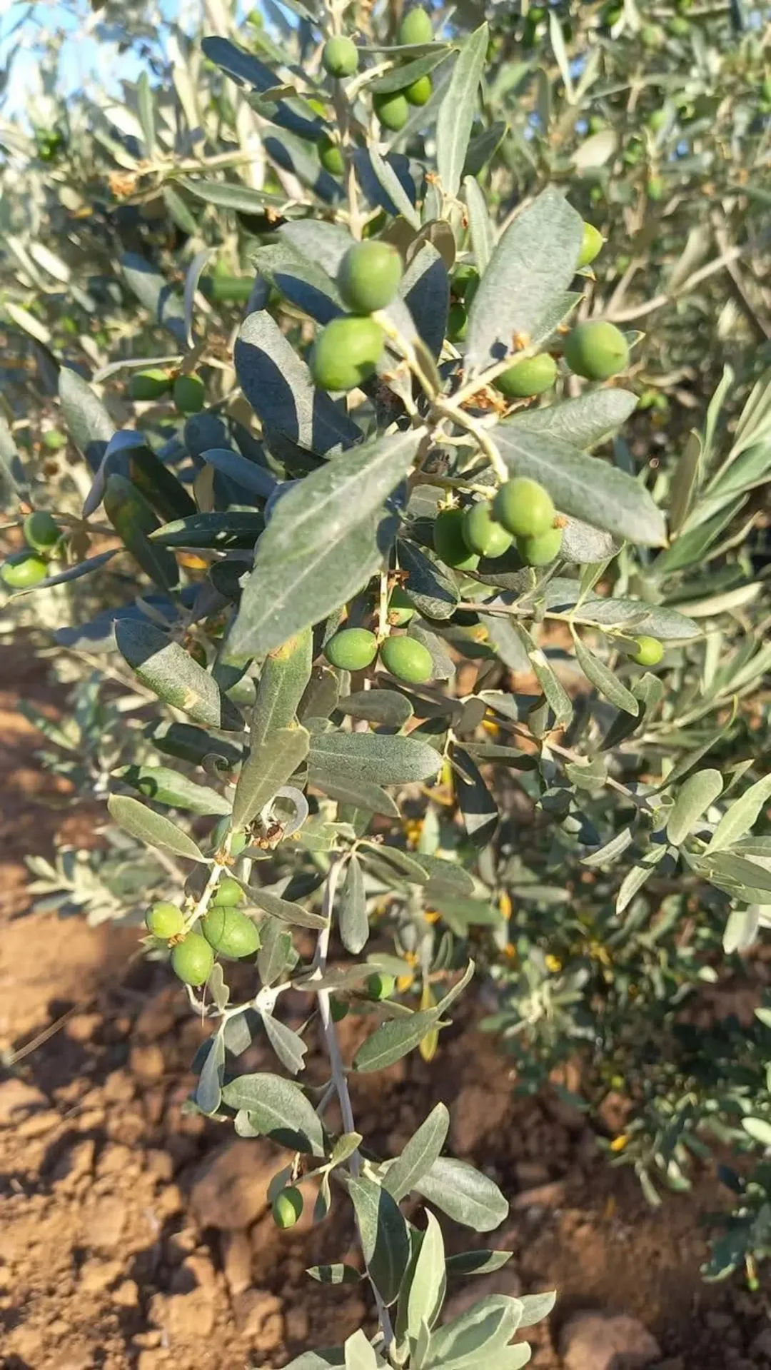 مزرعة راقية للبيع في عجلون قرب جامعة عجلون الوطنية