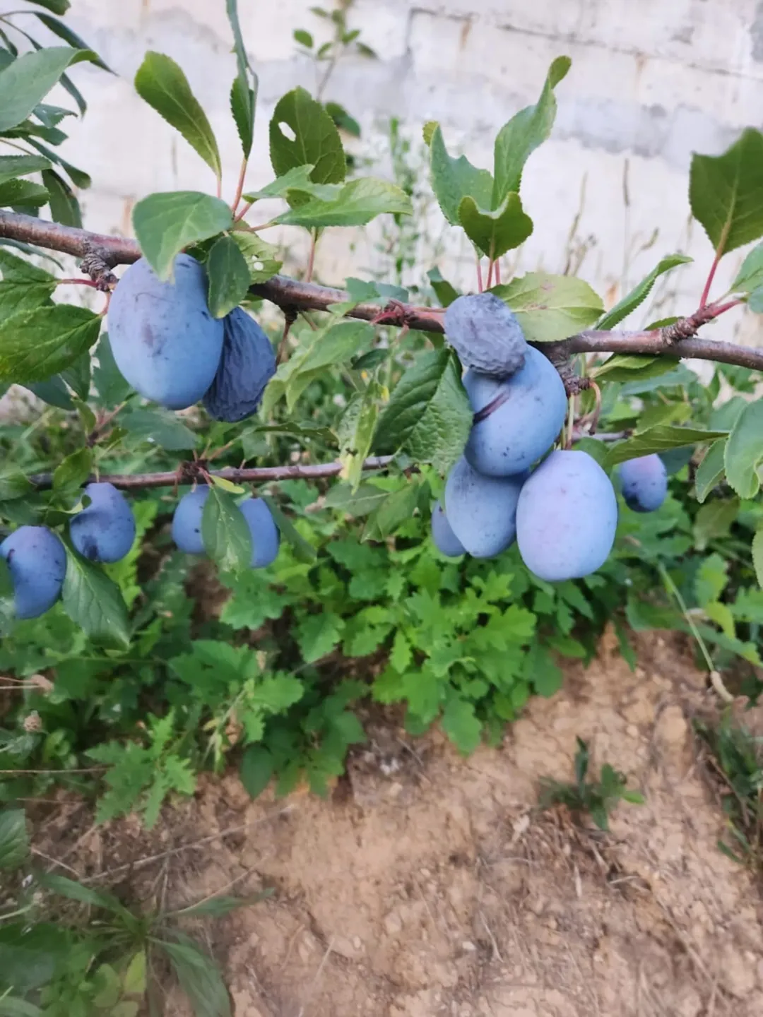 مزرعة راقية للبيع في عجلون قرب جامعة عجلون الوطنية