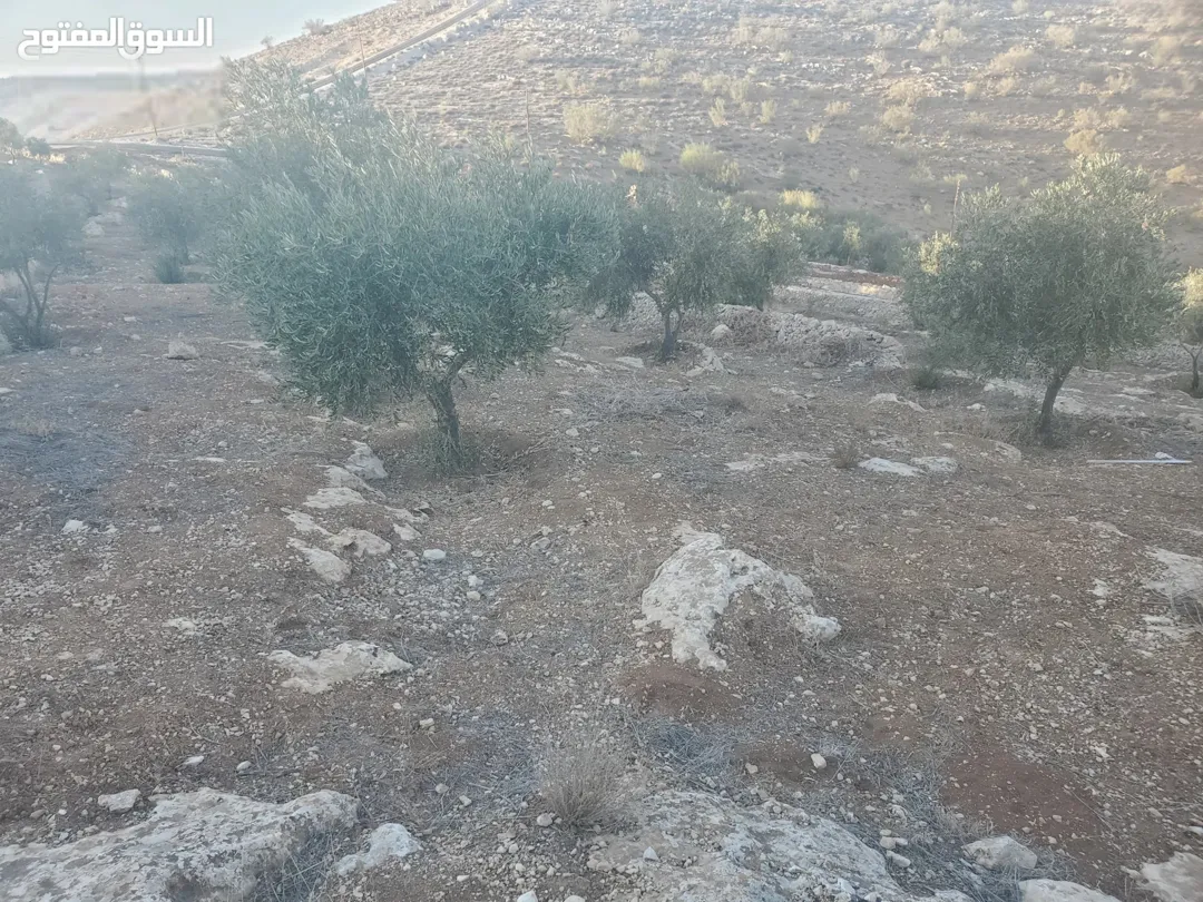 قطع أراضي استثمارية فريدة مطلة على وادي جرن بالقرب من شفا بدران مزروعة بكروم زيتون مثمرة وتطل على منظر خلاب